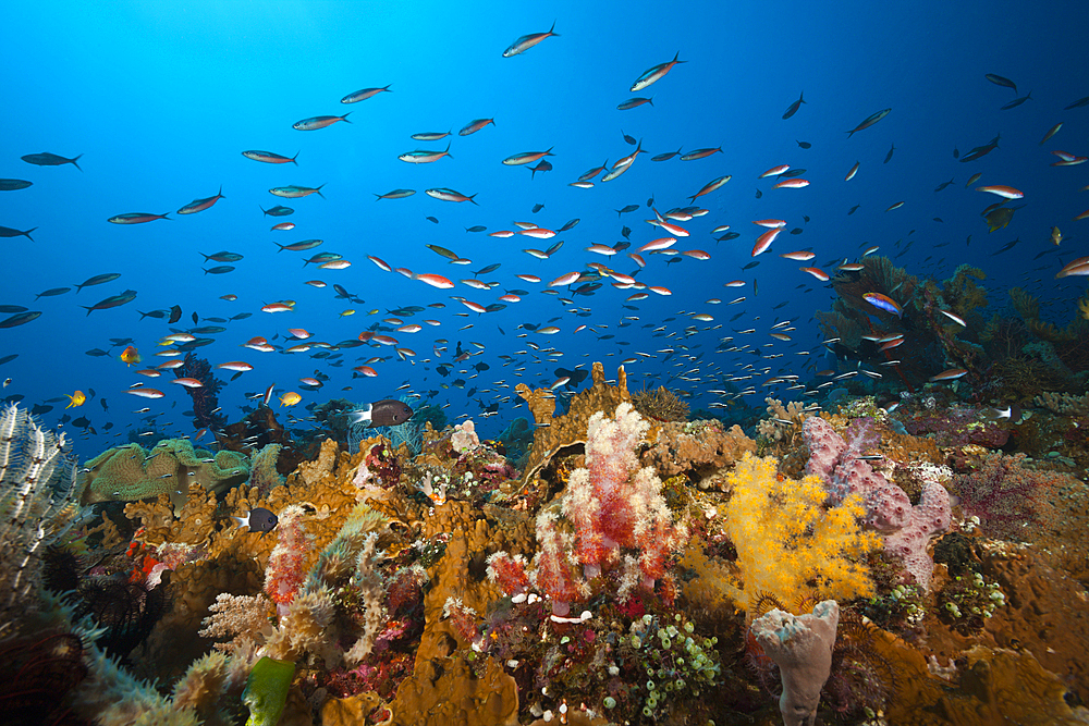 Various Coralfishes over Coral Reef, Tanimbar Islands, Moluccas, Indonesia