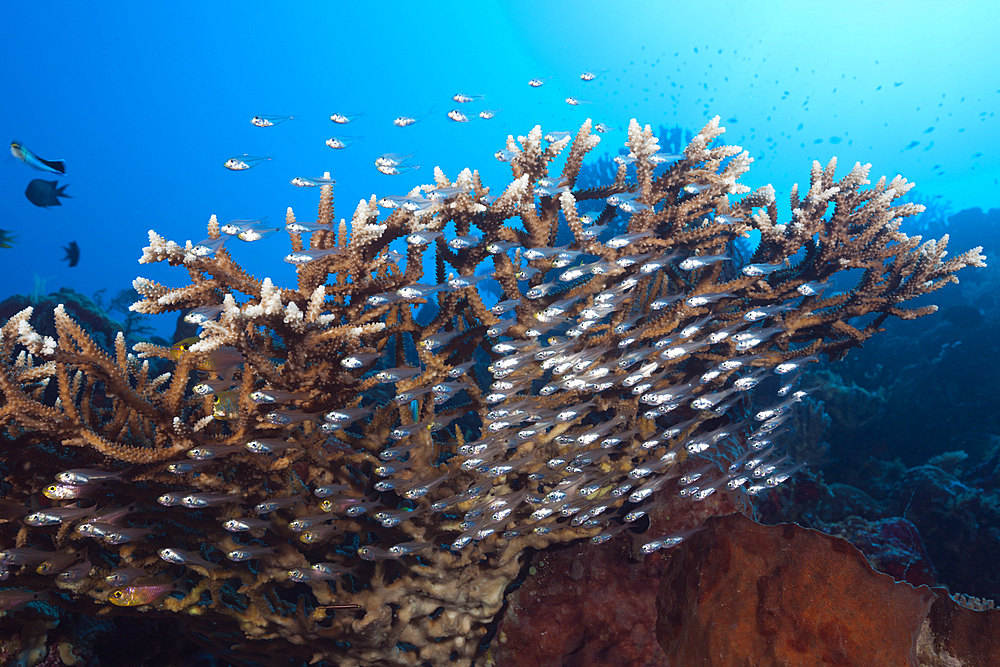 Shoal of Pygmy Sweeper, Parapriacanthus ransonneti, Kai Islands, Moluccas, Indonesia