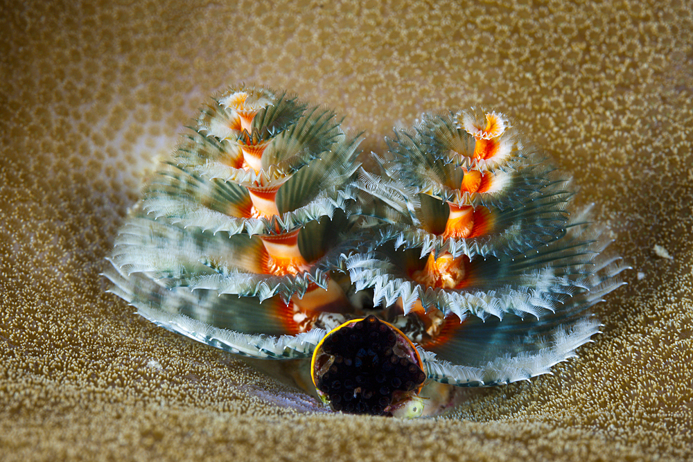 Blue Christmas Tree Worm, Spirobranchus giganteus, Kai Islands, Moluccas, Indonesia