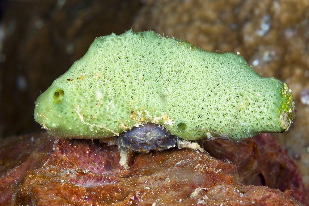 Small Sponge Crab, Dromia dormia, Kai Islands, Moluccas, Indonesia