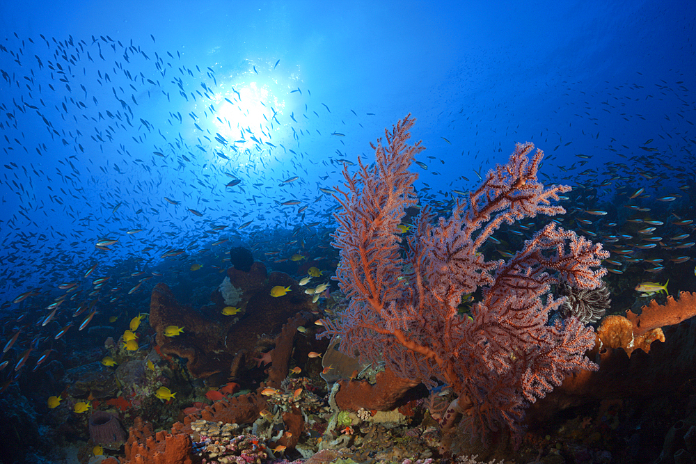 Coral Reef with Sea Fan, Melithaea sp., Kai Islands, Moluccas, Indonesia