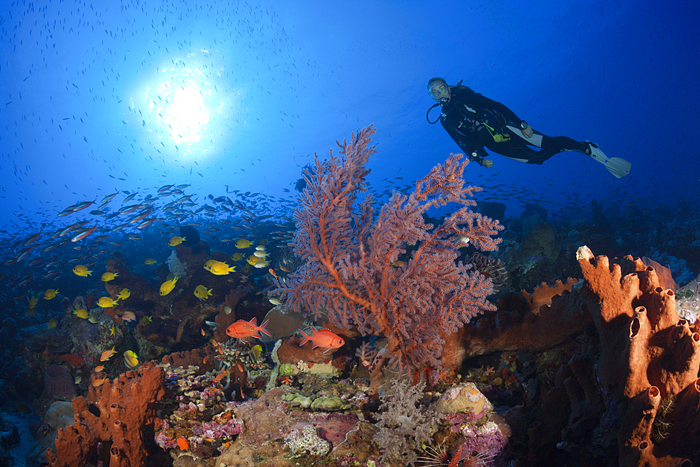 Coral Reef with Sea Fan, Melithaea sp., Kai Islands, Moluccas, Indonesia