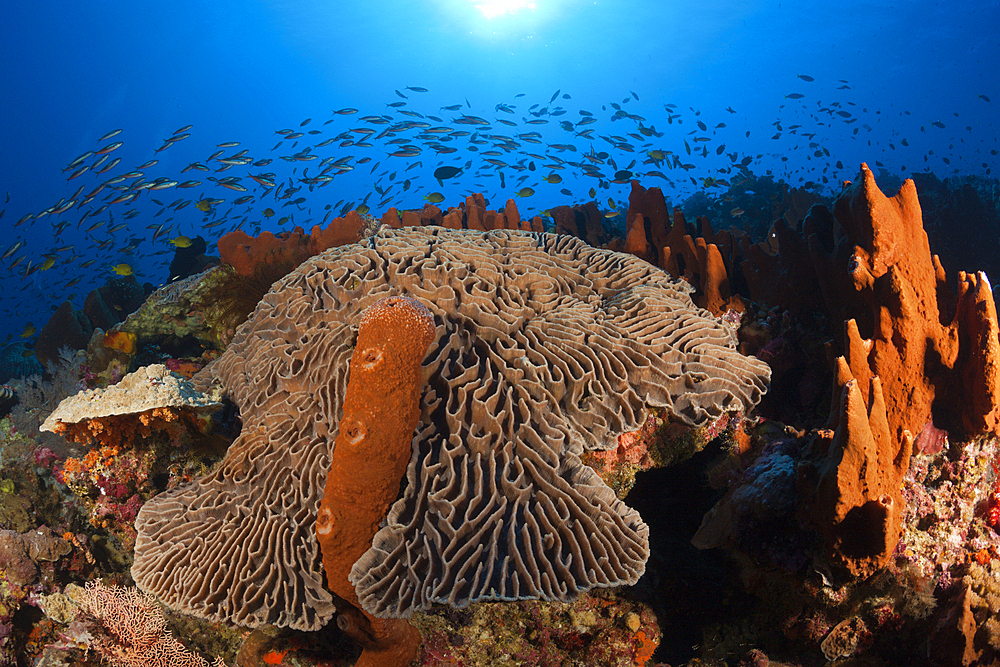 Coral Reef with Salad Coral, Pectinia lactuca, Kai Islands, Moluccas, Indonesia