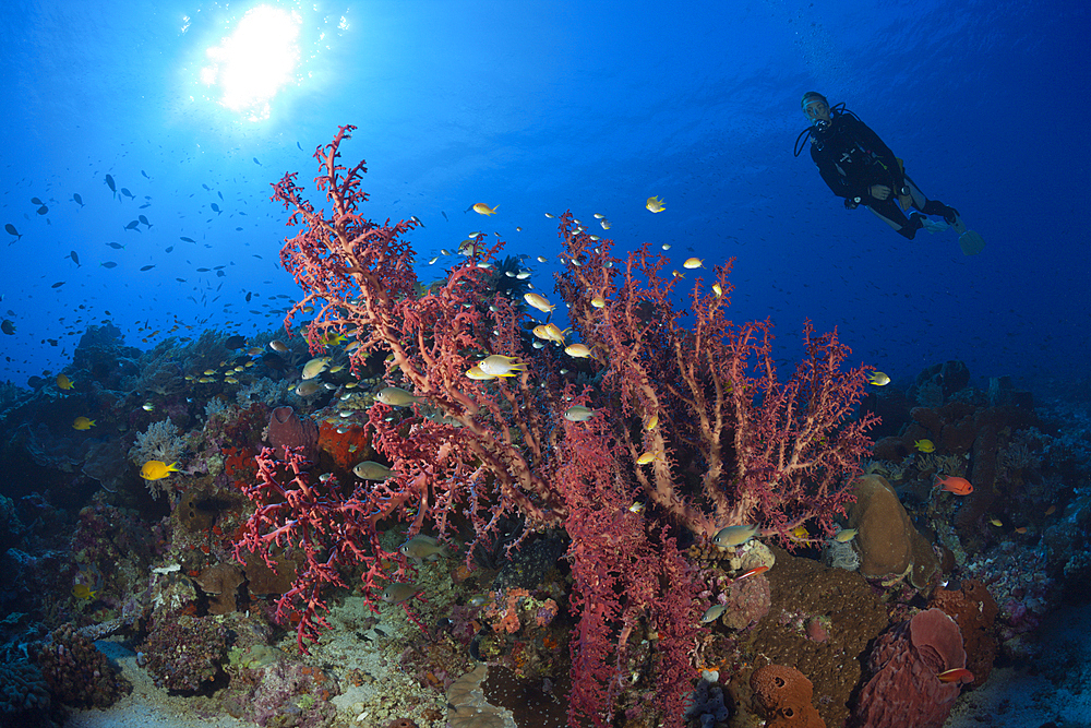 Godeffroys Soft Coral, Siphonogorgia godeffroyi, Kai Islands, Moluccas, Indonesia