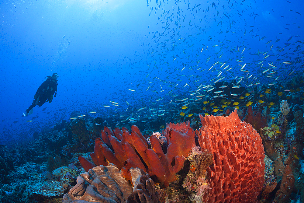 Colony of various Sponges, Kai Islands, Moluccas, Indonesia