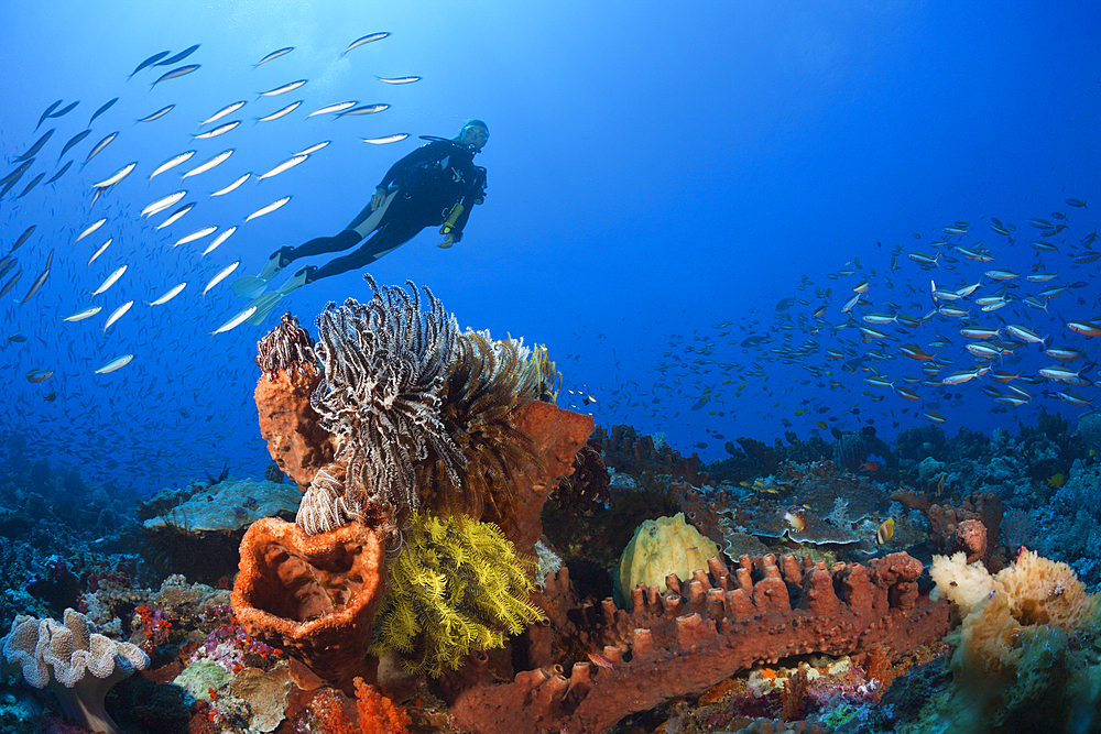 Colony of various Sponges, Kai Islands, Moluccas, Indonesia