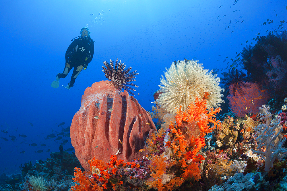 Scuba Diver over Coral Reef, Kai Islands, Moluccas, Indonesia