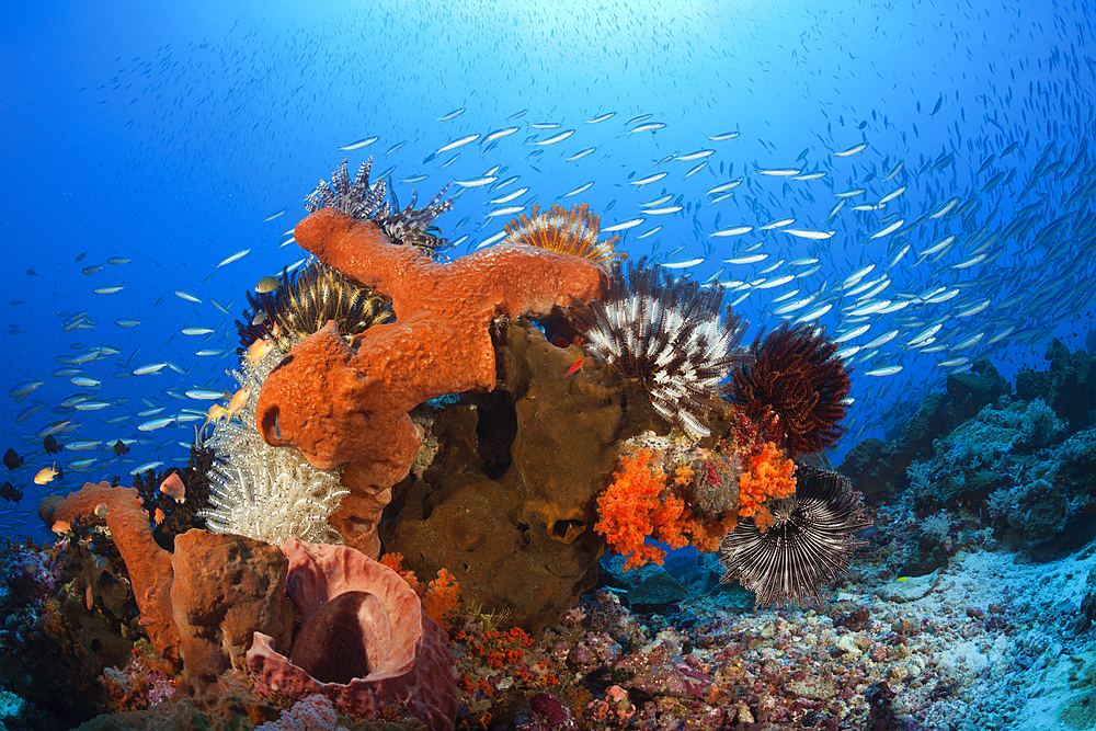 Colony of various Sponges, Kai Islands, Moluccas, Indonesia