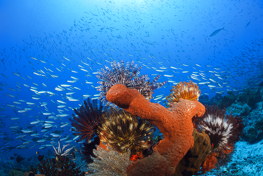 Colony of various Sponges, Kai Islands, Moluccas, Indonesia