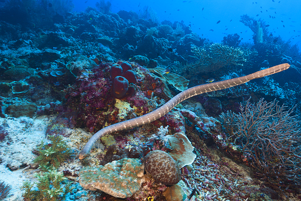 Chinese Sea Snake, Laticauda semifasciata, Kai Islands, Moluccas, Indonesia