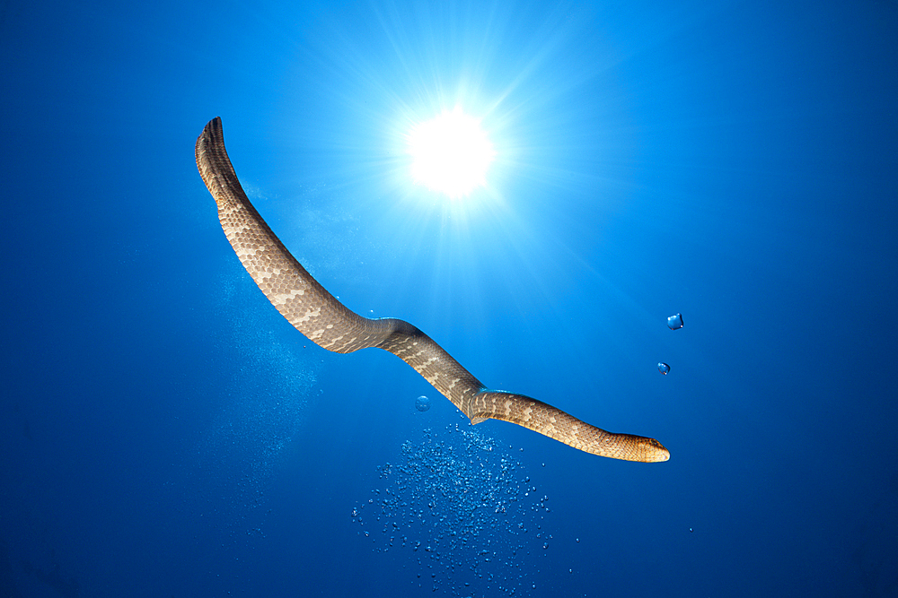 Chinese Sea Snake, Laticauda semifasciata, Kai Islands, Moluccas, Indonesia