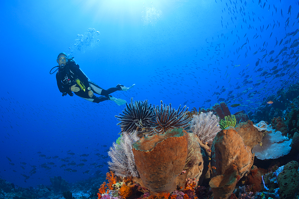 Colored Featherstars in Coral Reef, Comaster schlegeli, Kai Islands, Moluccas, Indonesia