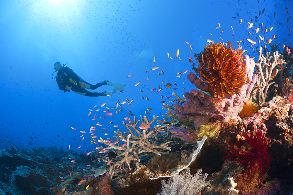 Scuba Diver over Coral Reef, Kai Islands, Moluccas, Indonesia