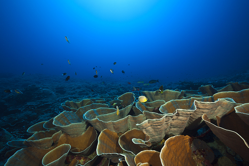 Coral Reef with Lettuce Coral, Turbinaria mesenterina, Kai Islands, Moluccas, Indonesia