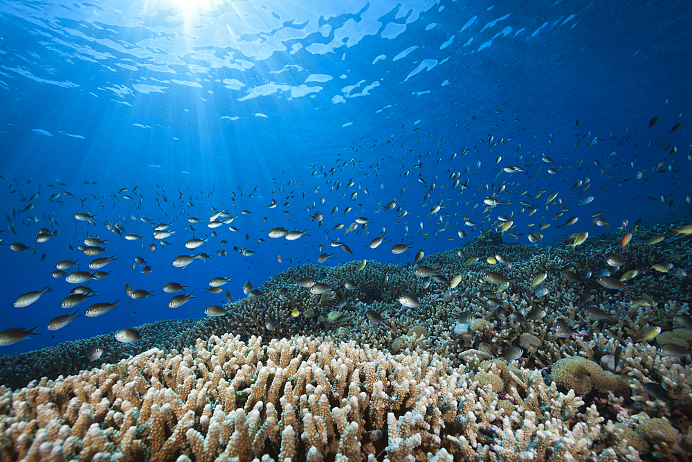 Chromis over Coral Reef, Chromis sp., Kai Islands, Moluccas, Indonesia