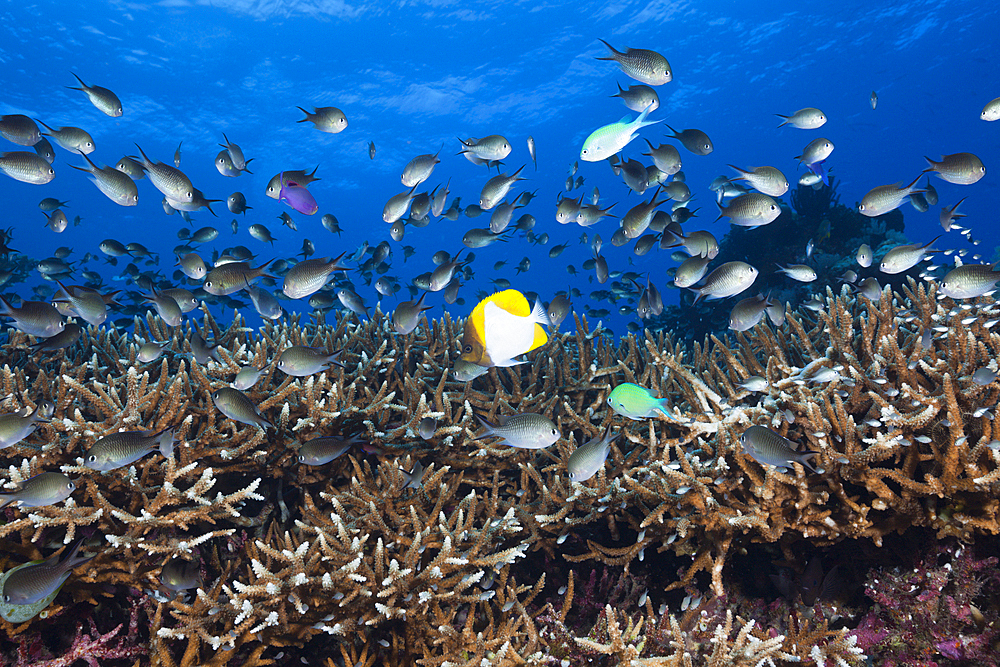 Chromis over Coral Reef, Chromis sp., Kai Islands, Moluccas, Indonesia