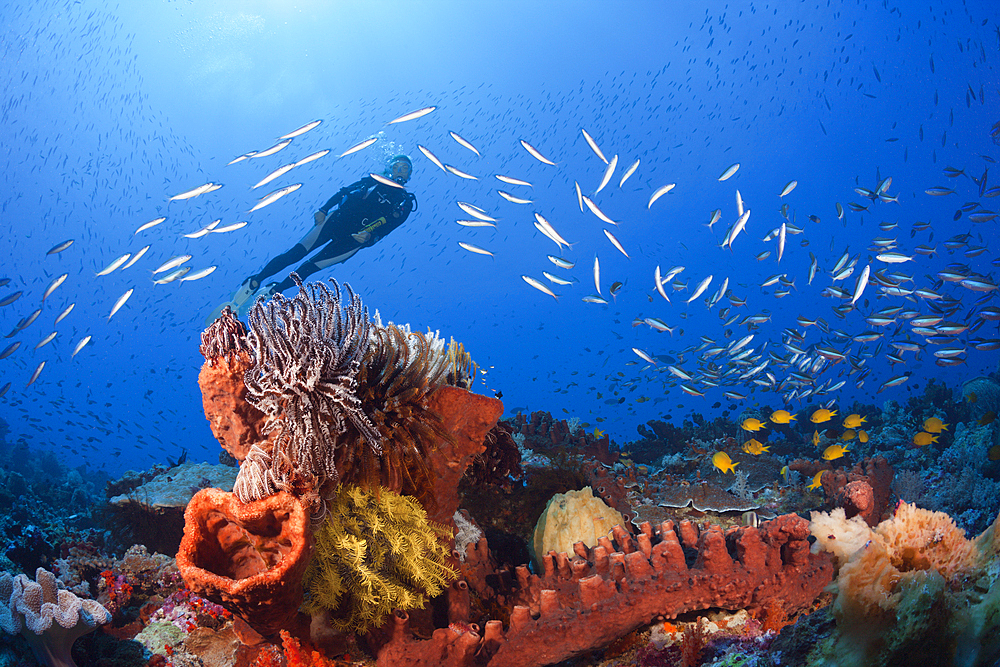 Scuba Diver over Coral Reef, Kai Islands, Moluccas, Indonesia