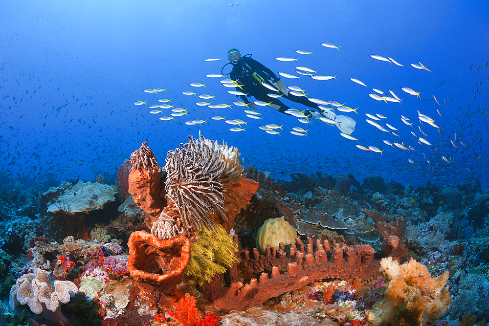 Scuba Diver over Coral Reef, Kai Islands, Moluccas, Indonesia