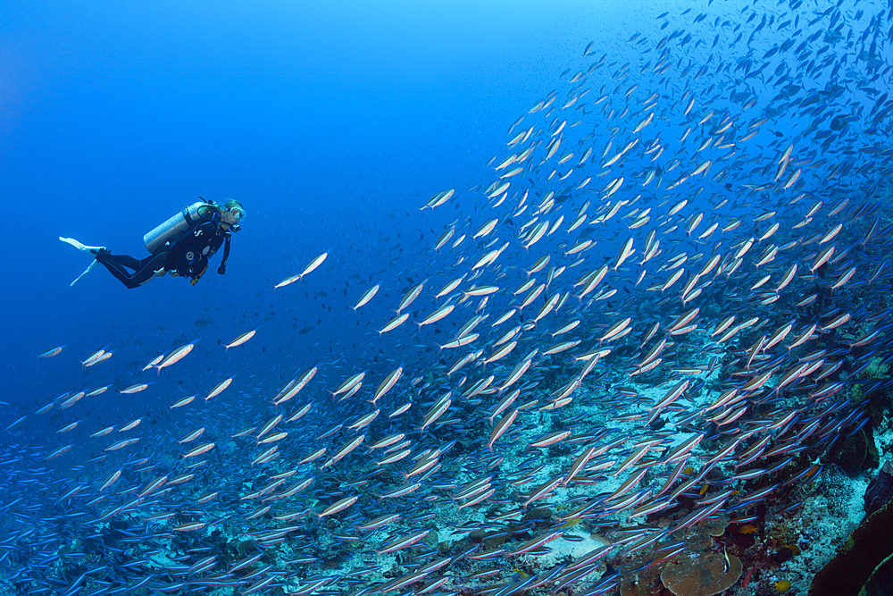 Shoal of Neon Fusilier, Pterocaesio tile, Kai Islands, Moluccas, Indonesia