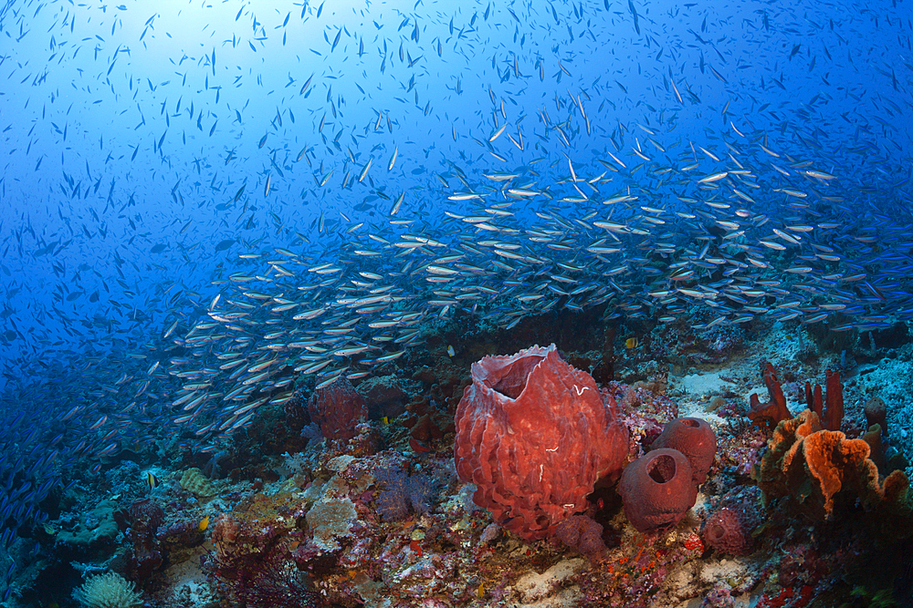 Shoal of Neon Fusilier, Pterocaesio tile, Kai Islands, Moluccas, Indonesia