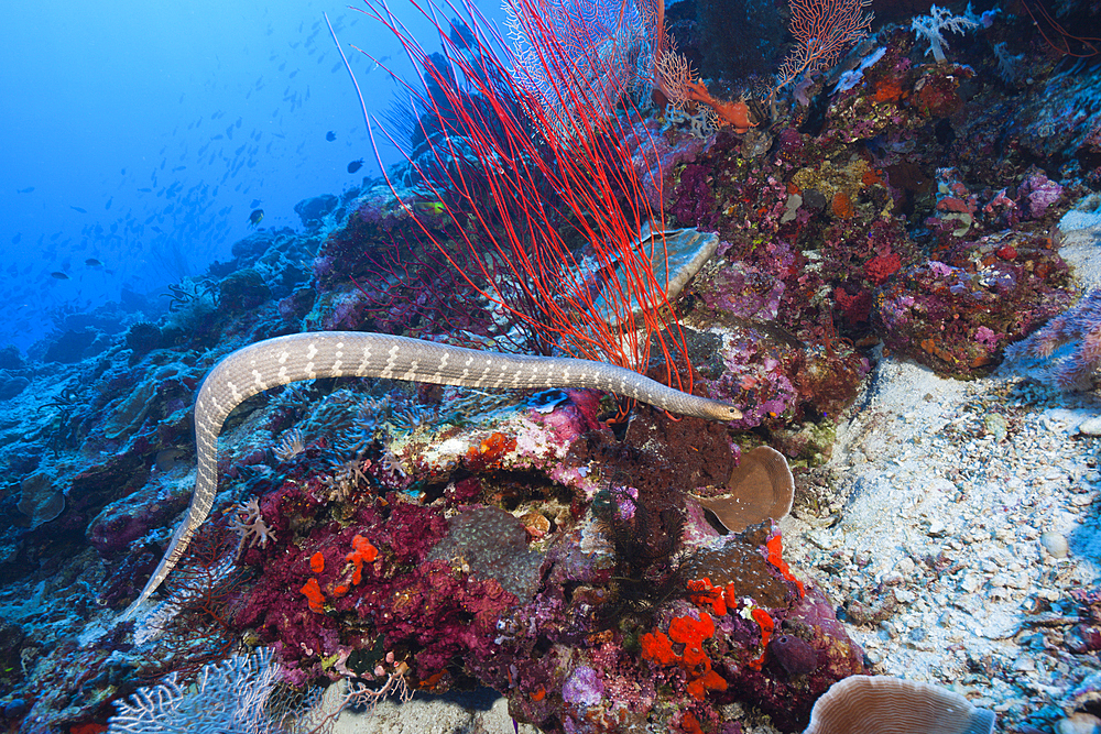 Chinese Sea Snake, Laticauda semifasciata, Kai Islands, Moluccas, Indonesia