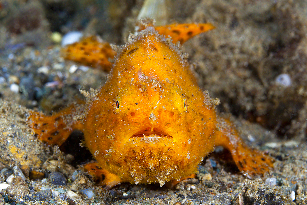 Orange Spotted Frogfish, Antennarius pictus, Ambon, Moluccas, Indonesia