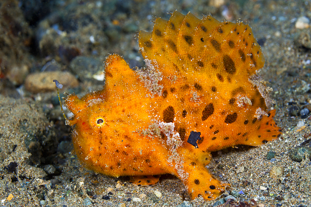 Orange Spotted Frogfish, Antennarius pictus, Ambon, Moluccas, Indonesia