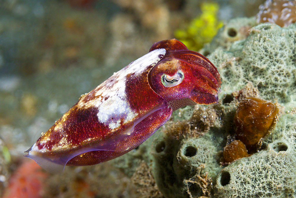 Small Cuttlefish, Sepia sp., Ambon, Moluccas, Indonesia