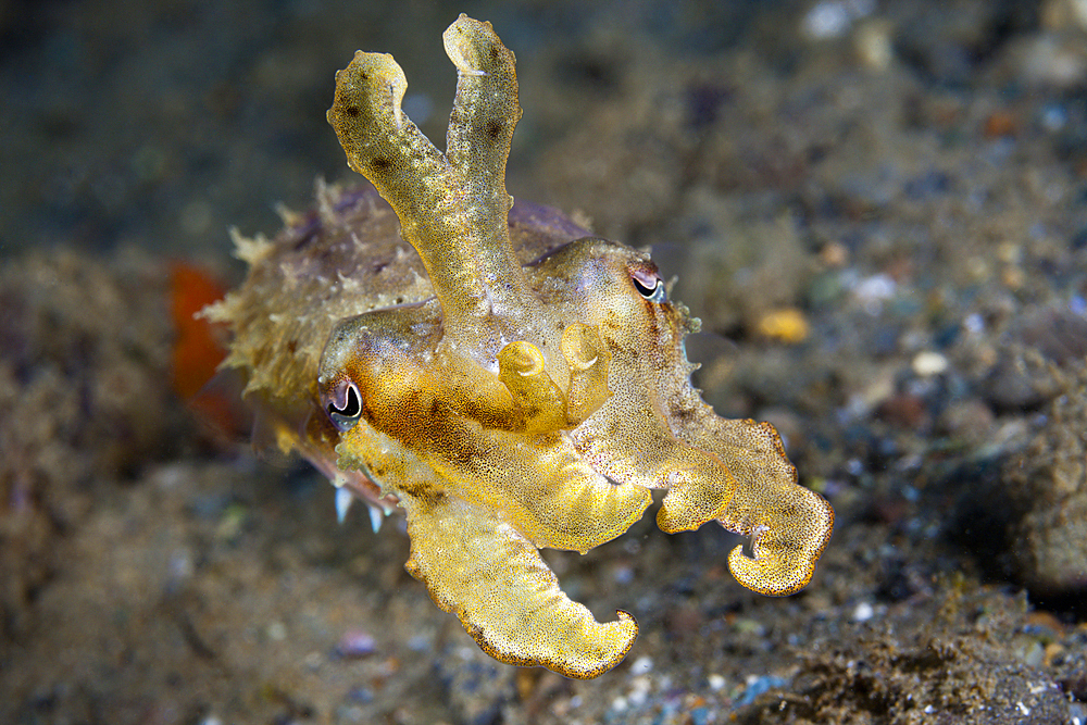 Small Cuttlefish, Sepia sp., Ambon, Moluccas, Indonesia