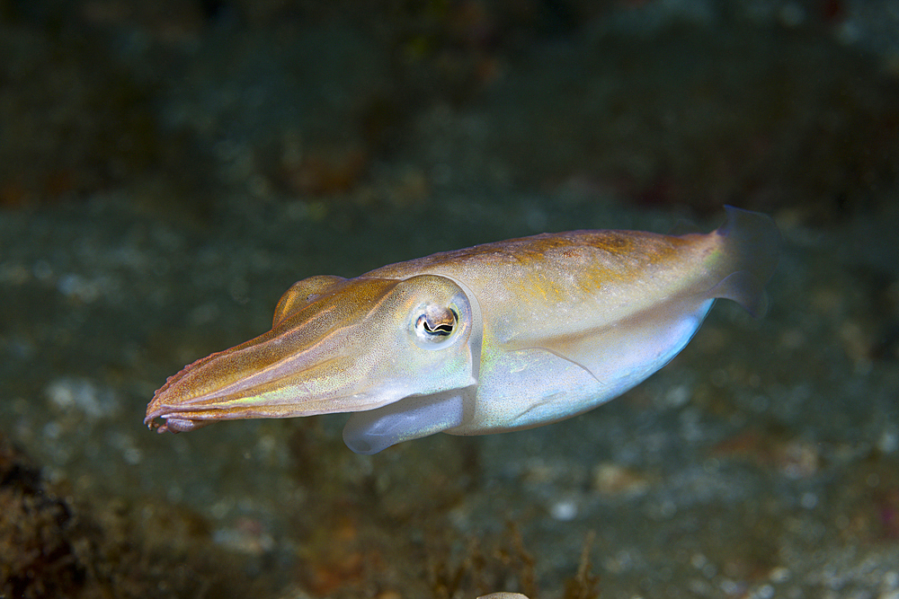 Small Cuttlefish, Sepia sp., Ambon, Moluccas, Indonesia