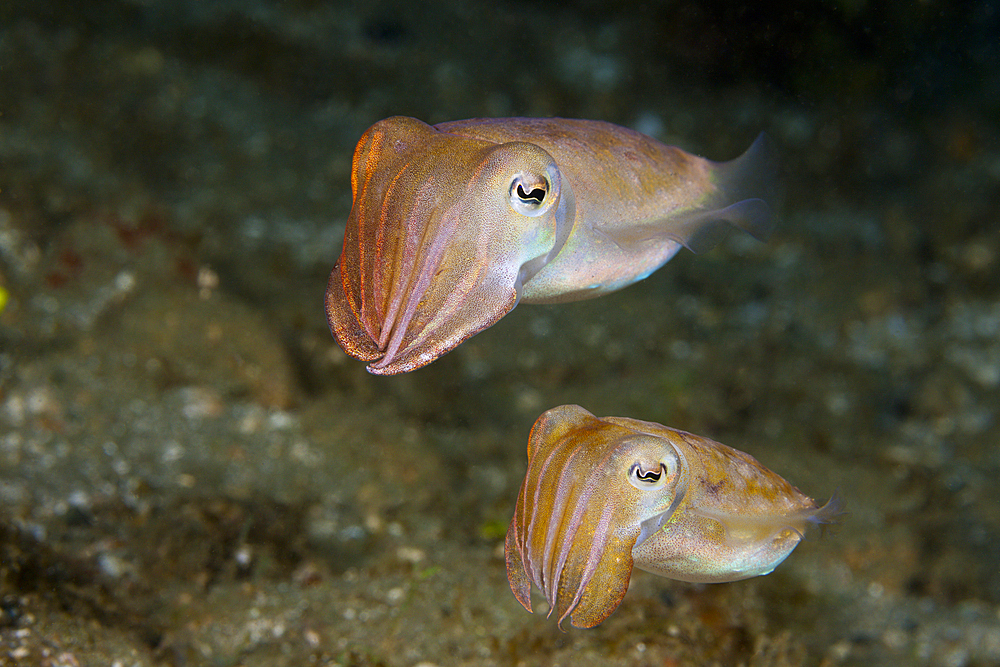 Courtship Display of Cuttlefish, Sepia sp., Ambon, Moluccas, Indonesia