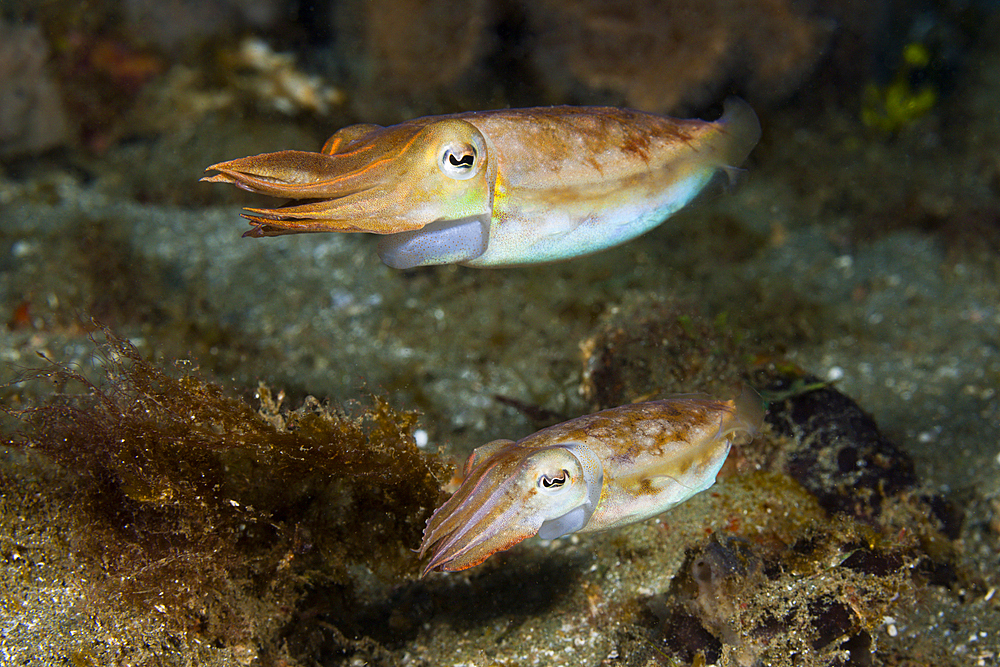 Courtship Display of Cuttlefish, Sepia sp., Ambon, Moluccas, Indonesia