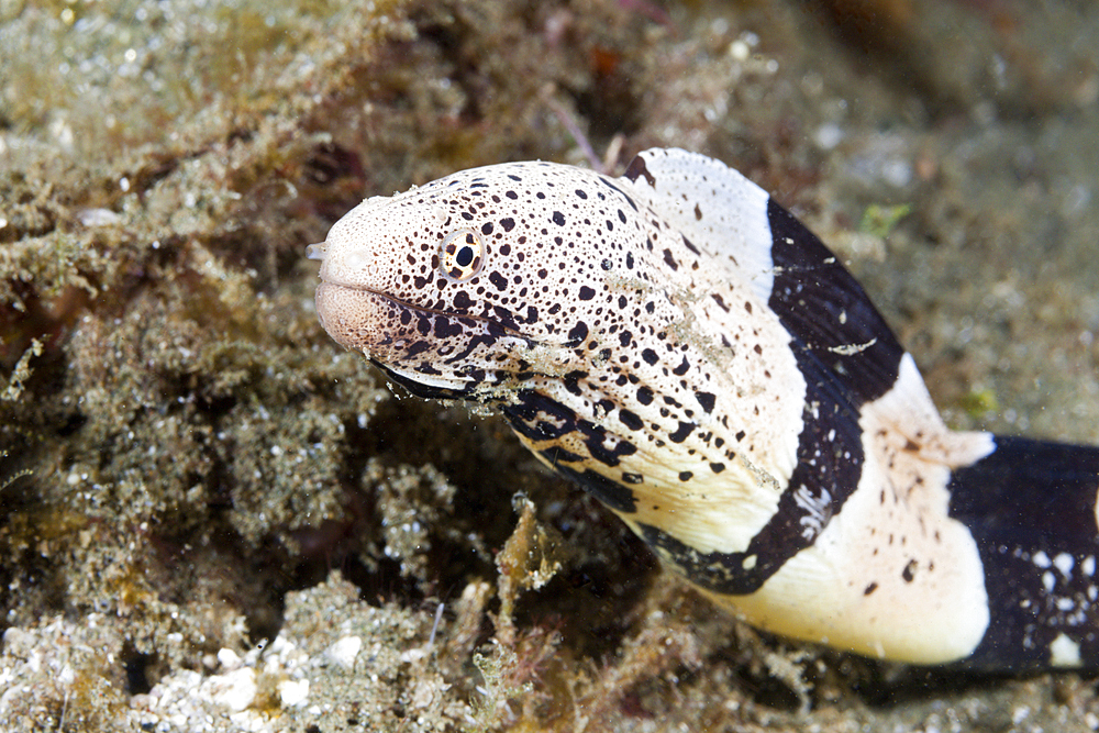 Banded Mud Moray, Gymnothorax chlamydatus, Ambon, Moluccas, Indonesia