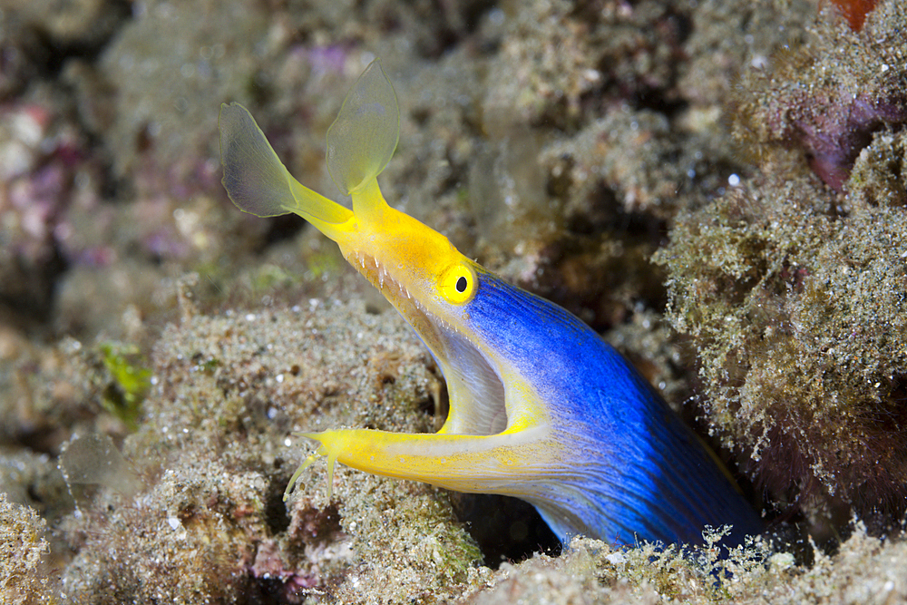 Ribbon Eel, Rhinomuraena quaesita, Ambon, Moluccas, Indonesia