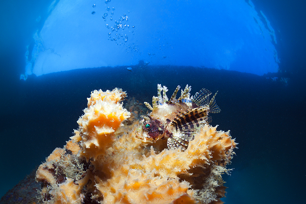 Shortfin Lionfish under a Jetty, Dendrochirus brachypterus, Ambon, Moluccas, Indonesia