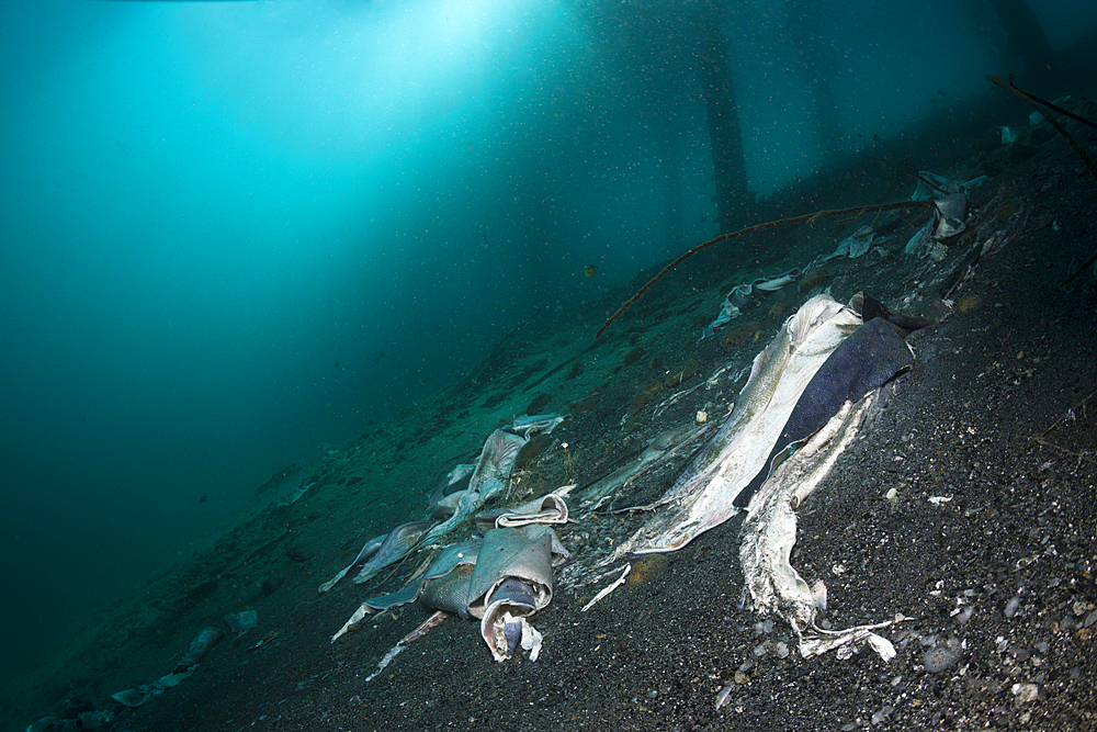 Fish Skin under a Jetty, Ambon, Moluccas, Indonesia