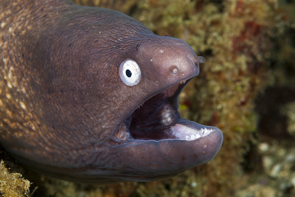 White-eyed Moray, Sidera prosopeion, Ambon, Moluccas, Indonesia