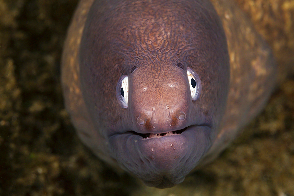 White-eyed Moray, Sidera prosopeion, Ambon, Moluccas, Indonesia