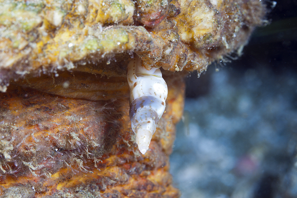 Parasitic Snail, Luetzenia asthenosomae, Ambon, Moluccas, Indonesia