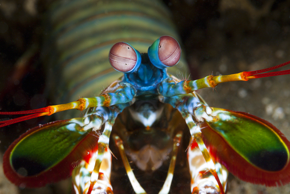 Mantis Shrimp, Odontodactylus scyllarus, Ambon, Moluccas, Indonesia