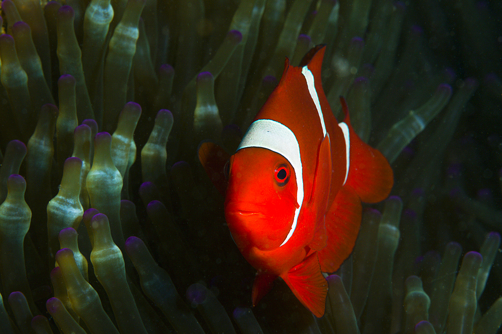 Spinecheek Clownfisch, Premnas aculeatus, Ambon, Moluccas, Indonesia