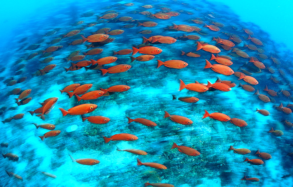 Crescent-tail bigeye, Priacanthus hamrur, Papua New Guinea, Pacific ocean