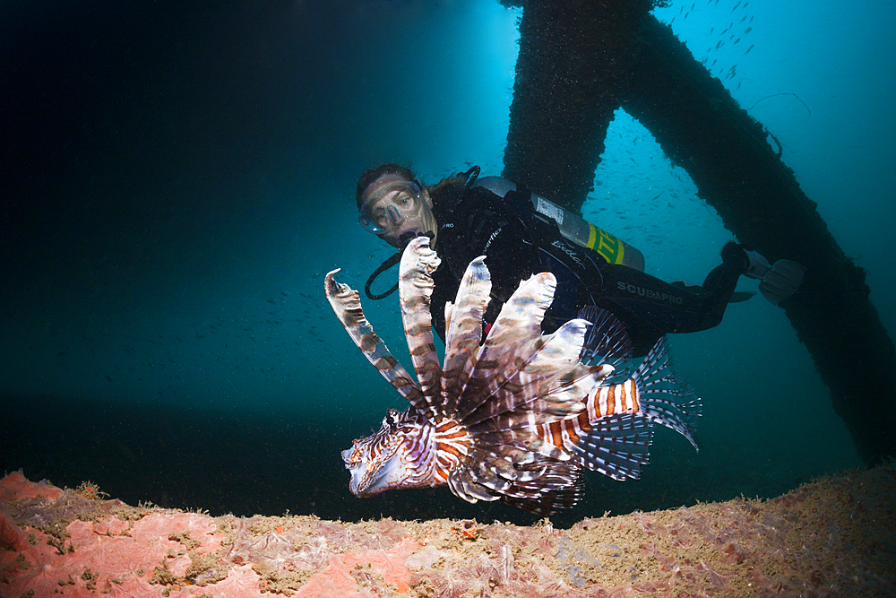 Diver and Lionfish under a Jetty, Pterois volitans, Ambon, Moluccas, Indonesia