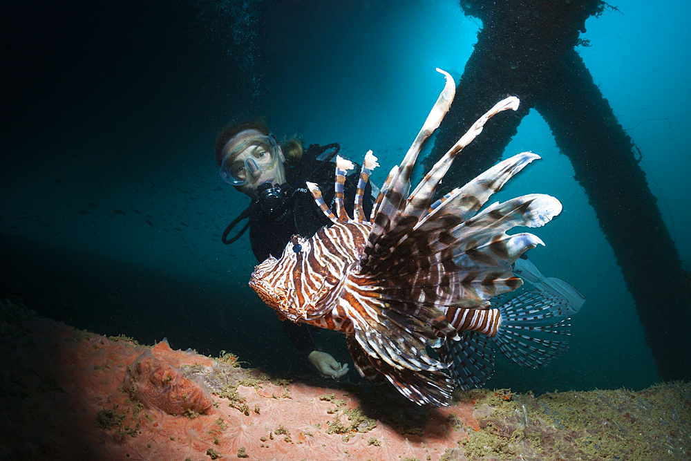 Diver and Lionfish under a Jetty, Pterois volitans, Ambon, Moluccas, Indonesia