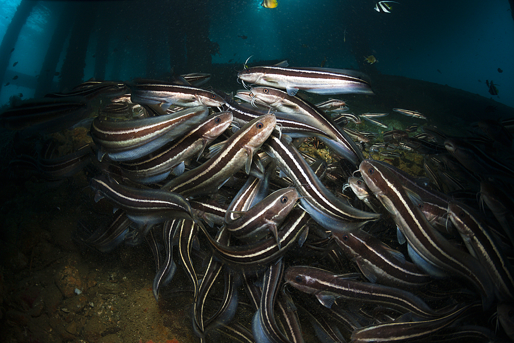 Striped Eel Catfish under a Jetty, Plotosus lineatus, Ambon, Moluccas, Indonesia