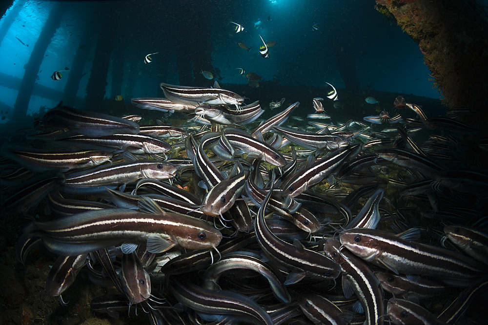 Striped Eel Catfish under a Jetty, Plotosus lineatus, Ambon, Moluccas, Indonesia