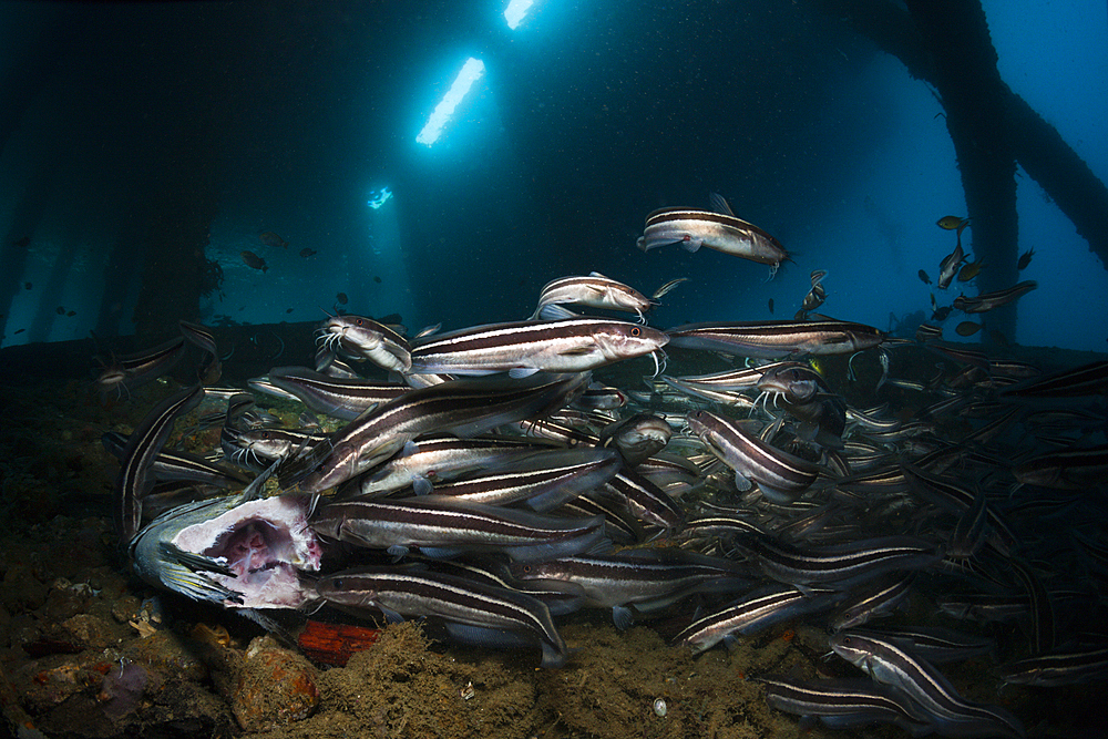 Striped Eel Catfish under a Jetty, Plotosus lineatus, Ambon, Moluccas, Indonesia