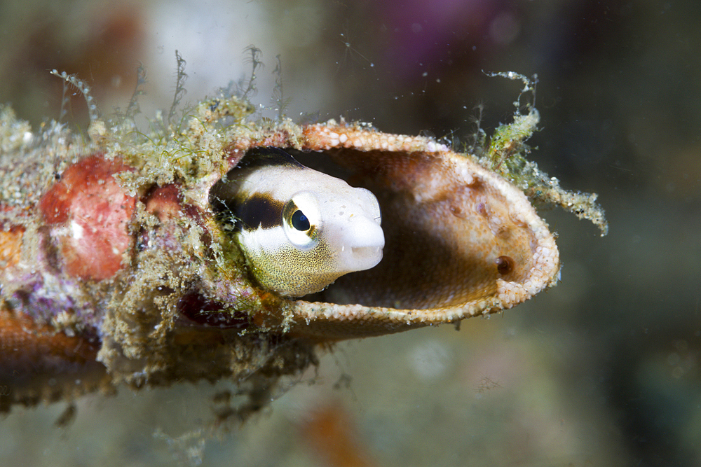 Striped Blenny hides in a tube, Petroscirtes breviceps, Ambon, Moluccas, Indonesia