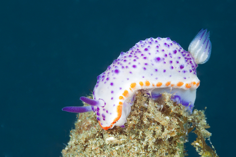 Dorid Nudibranch, Mexichromis multituberculata, Ambon, Moluccas, Indonesia