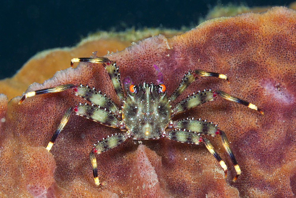 Coral Crab inside sponge, Trapezia sp., Ambon, Moluccas, Indonesia